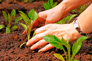 Approaching Your Garden In An Eco-Friendly Fashion