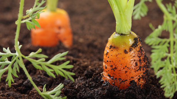 carrots-gardening-organic-eco-friendly
