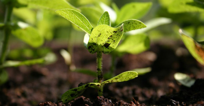 plant-leaf-soil-eco-friendly